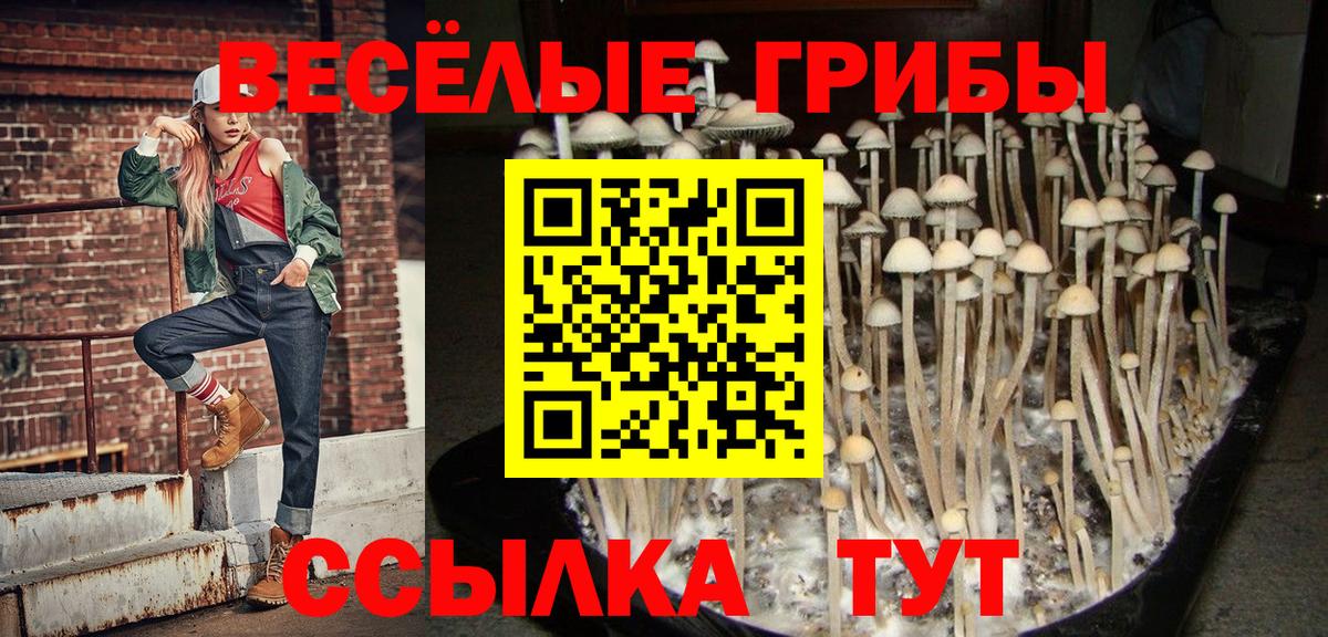 Большой Камень  Псилоцибиновые грибы Psilocybe  Вход с VPN 